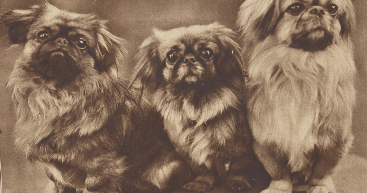 Pekingese