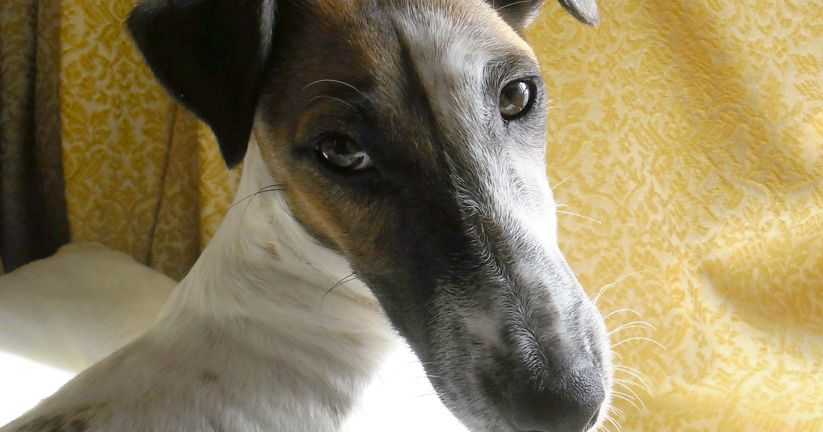 Glatthaar-Foxterrier