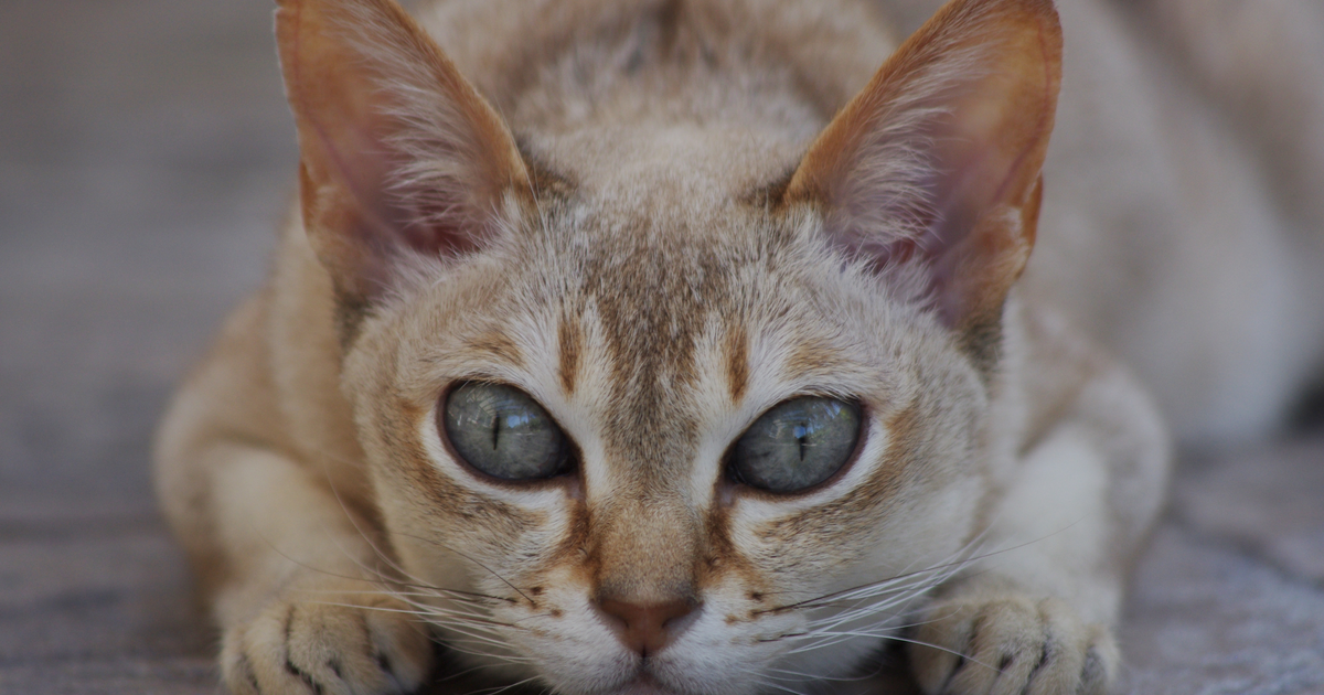 新加坡猫