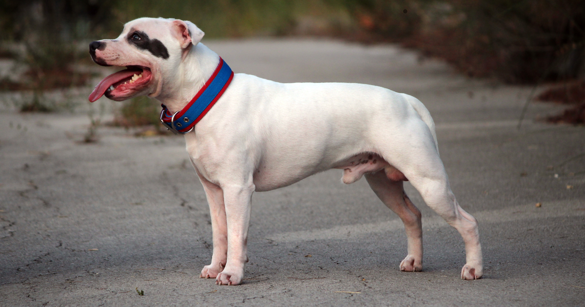 Staffordshire Bull Terrier