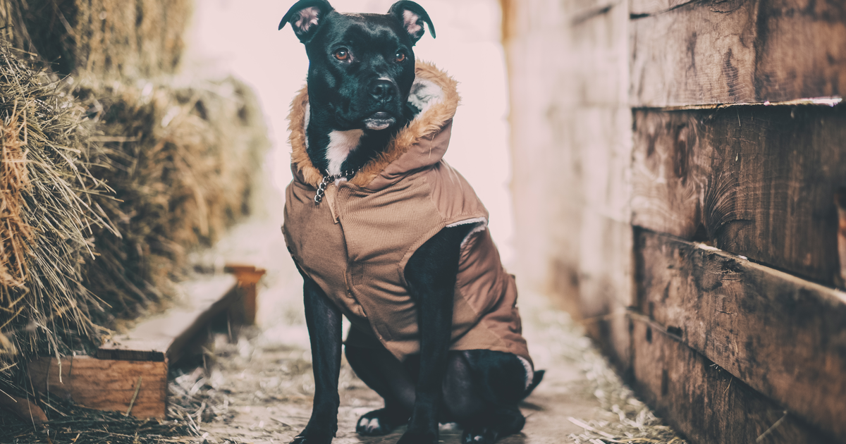 Staffordshire Bull Terrier