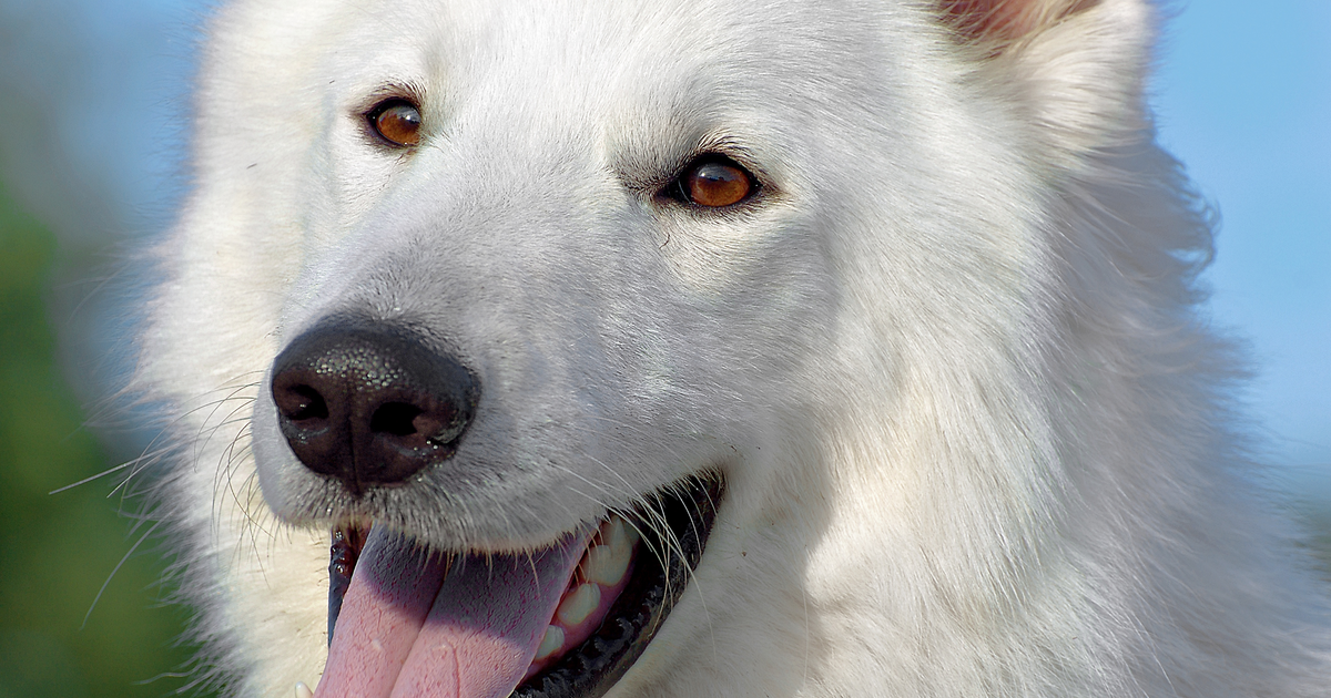 Weisser Schweizer Schaeferhund