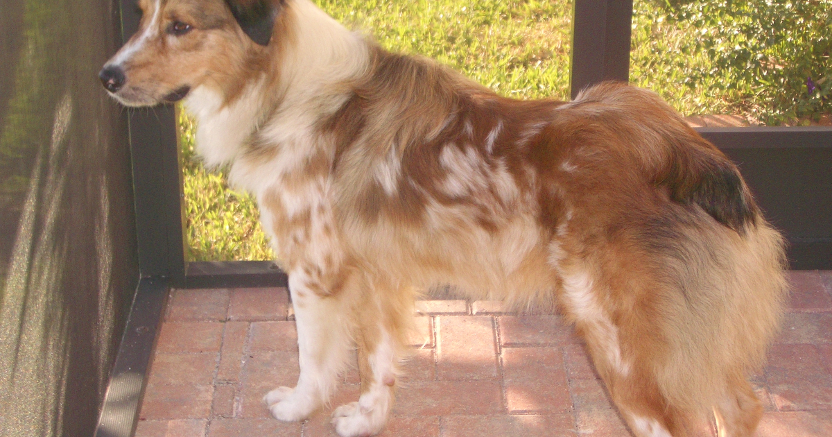 澳大利亚牧羊犬 Australian Shepherd