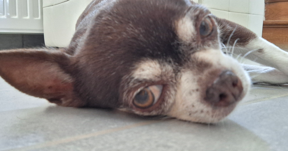 Chihuahua