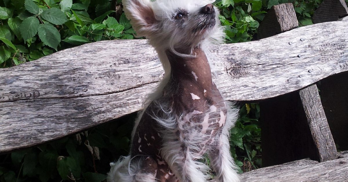 Chinesischer Schopfhund