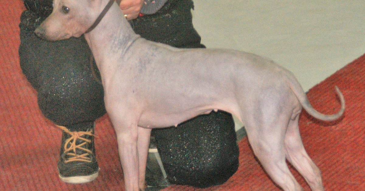 American Hairless Terrier