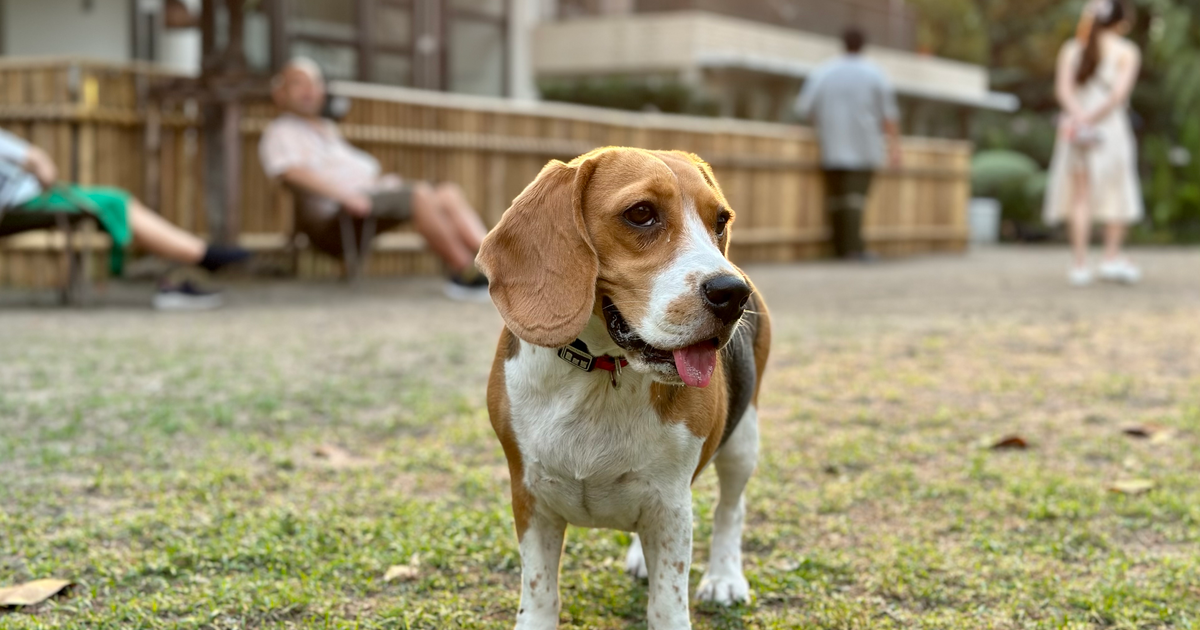 Beagle
