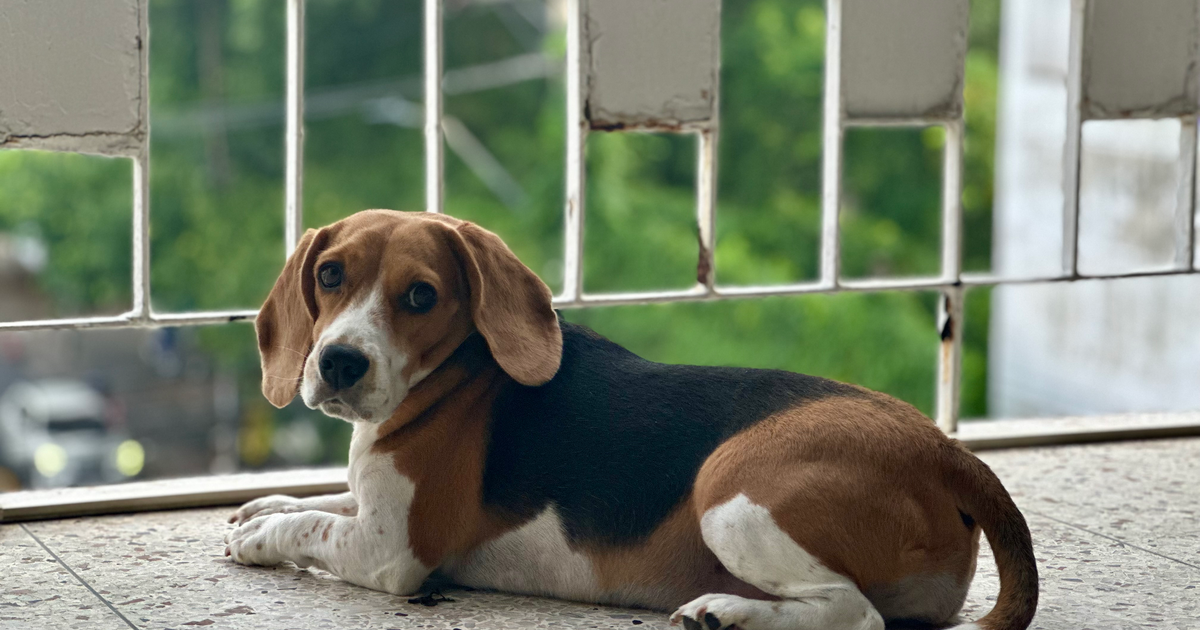 Beagle