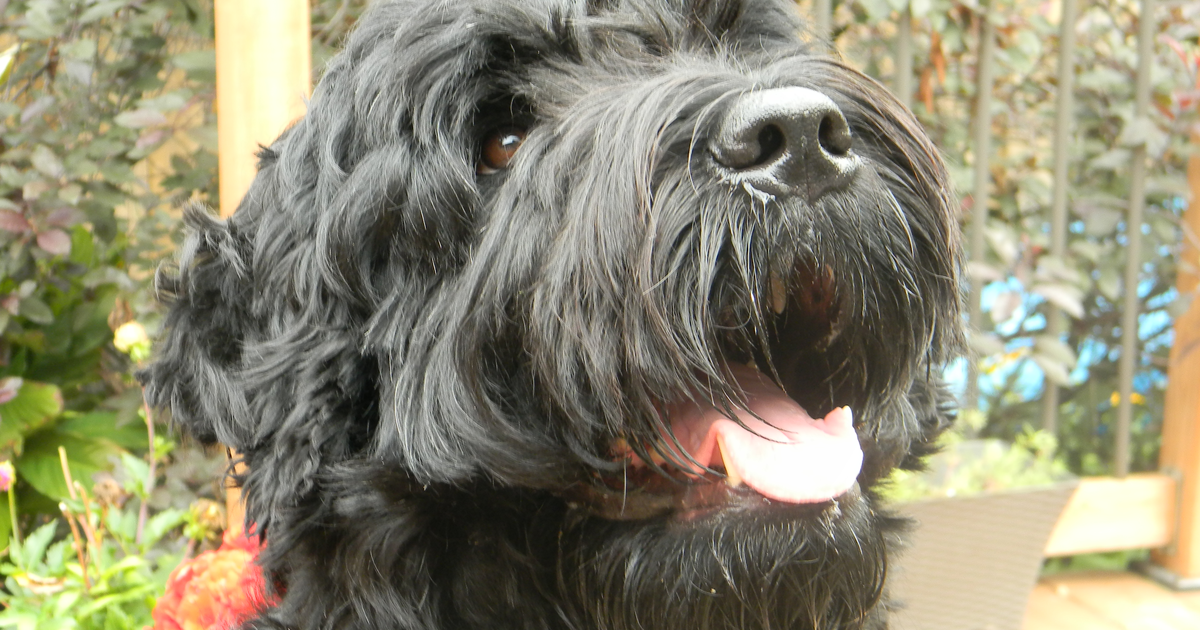 Schwarzer Russischer Terrier