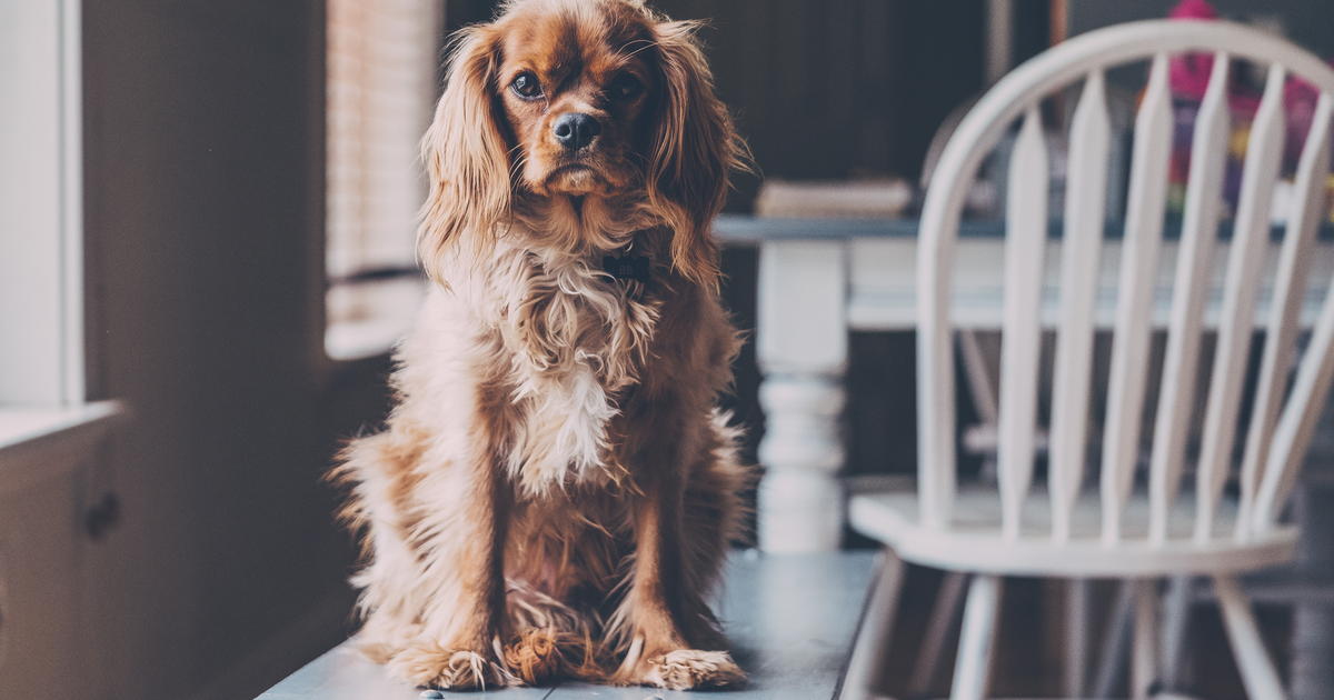 Cavalier King Charles Spaniel