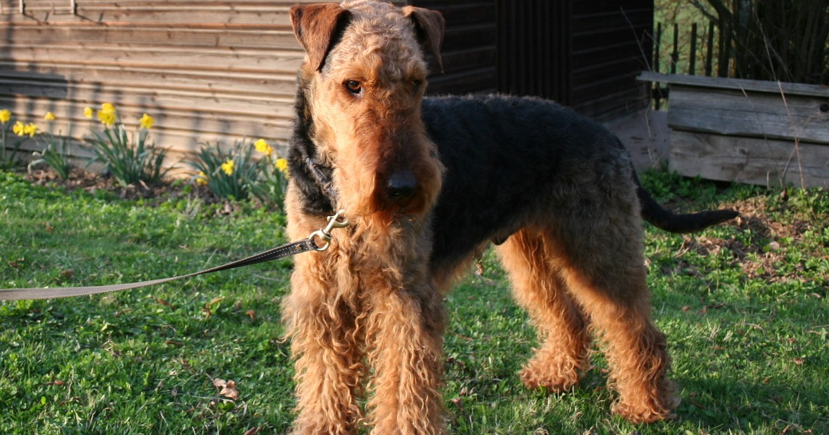 Airedale Terrier