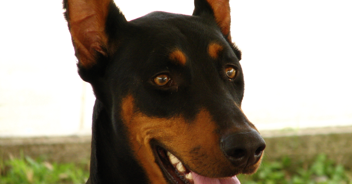 Kopfporträt eines schwarz-braunen Dobermanns