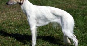 Long-Haired Whippet MDR1 Drug Sensitivity: WSU’s 50% Rate, Symptoms, and the $70 DNA Test