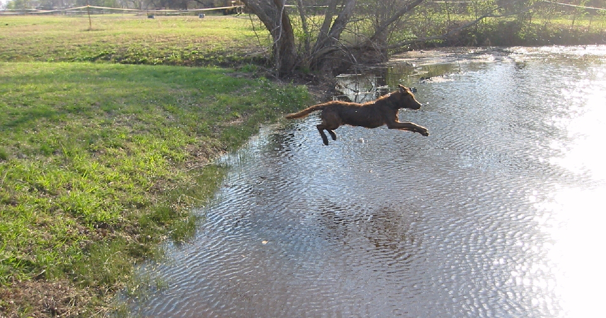 Chesapeake Bay Retriever