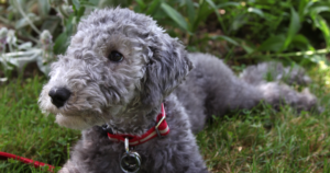 Copper Toxicosis (COMMD1) in Bedlington Terriers: What the DNA Test Can and Can’t Tell You