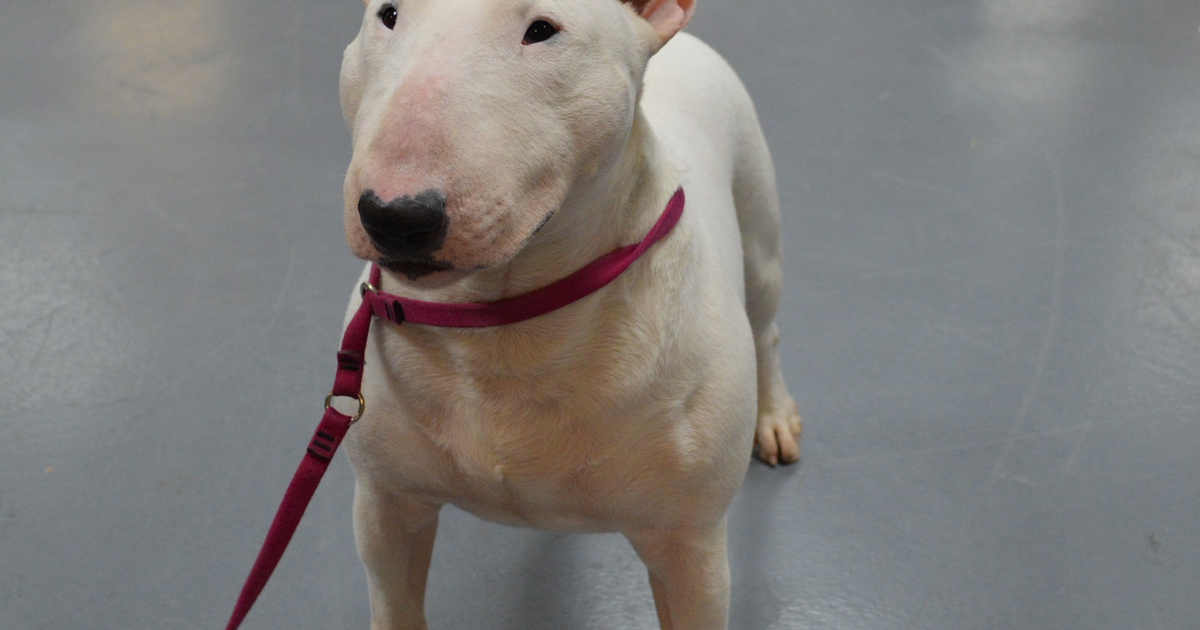 Miniature Bull Terrier