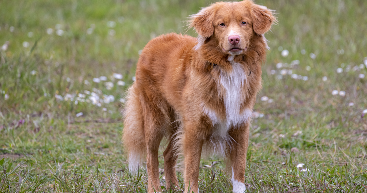 Nova Scotia Duck Tolling Retriever