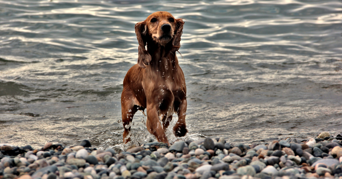 Englischer Cocker Spaniel