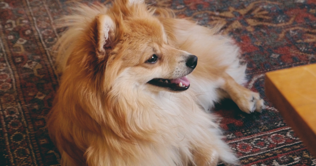 Deutscher Spitz