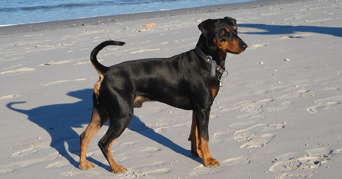 Deutscher Pinscher im Stand, Seitenansicht am Strand