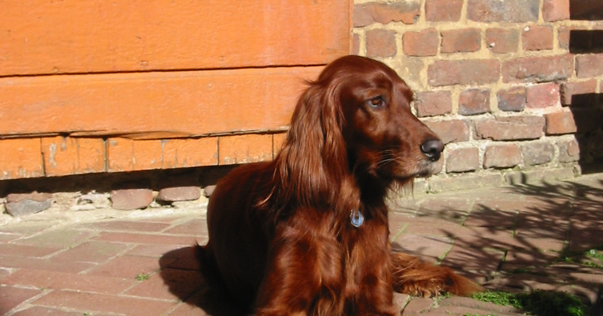 Irischer Setter