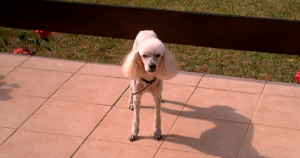prcd-PRA (PRCD) in Miniature Poodles: Why This Variety Sits Under a Different Testing Standard