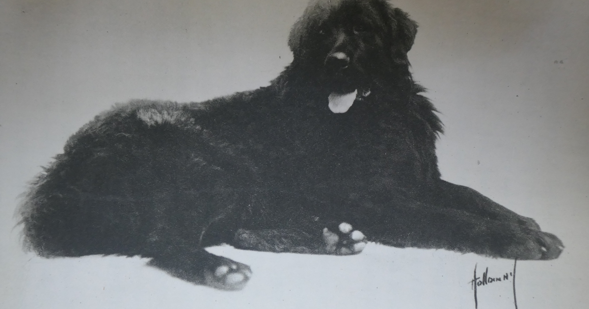 Newfoundland