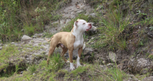Dermatosparaxis Ehlers-Danlos Syndrome (ADAMTS2) in the American Pit Bull Terrier: What the Research Shows About This Rare Skin-Fragility Disorder