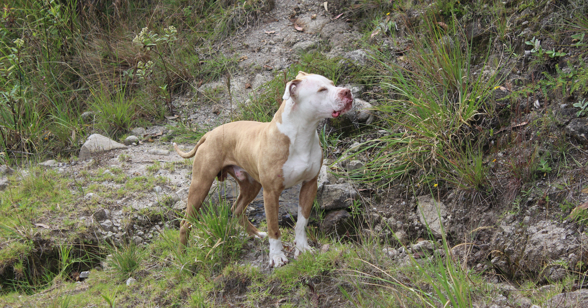 American Pit Bull Terrier
