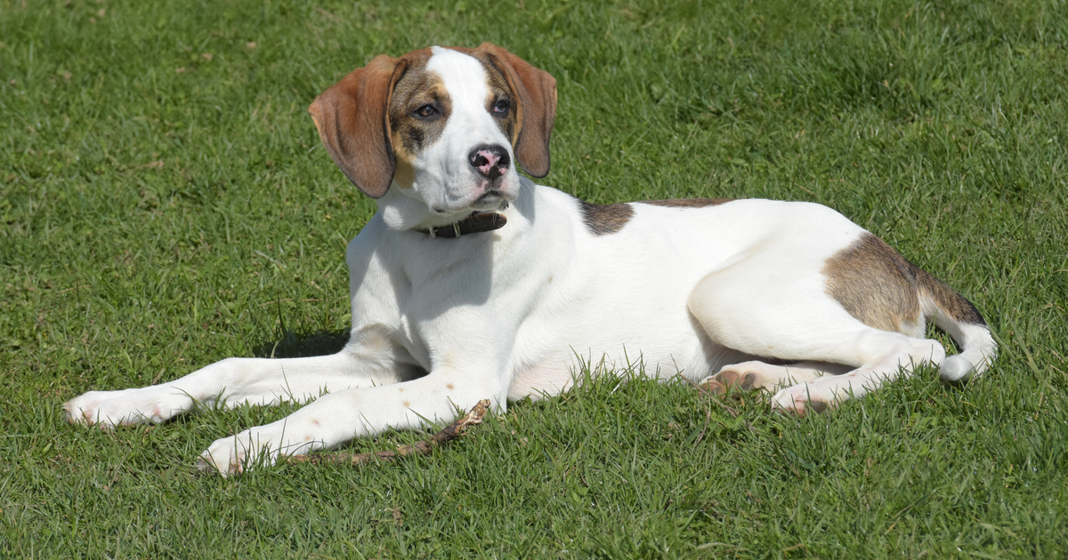 Pointer