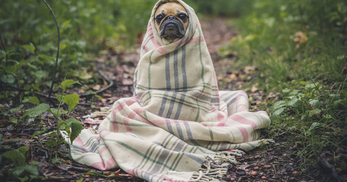 巴哥犬