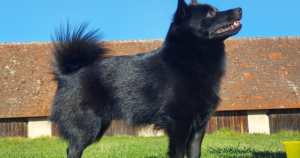 Mucopolysaccharidosis IIIB in Schipperkes (NAGLU): The Variant Nearly One in Four Carried — and the Screening Program That Cut It Back