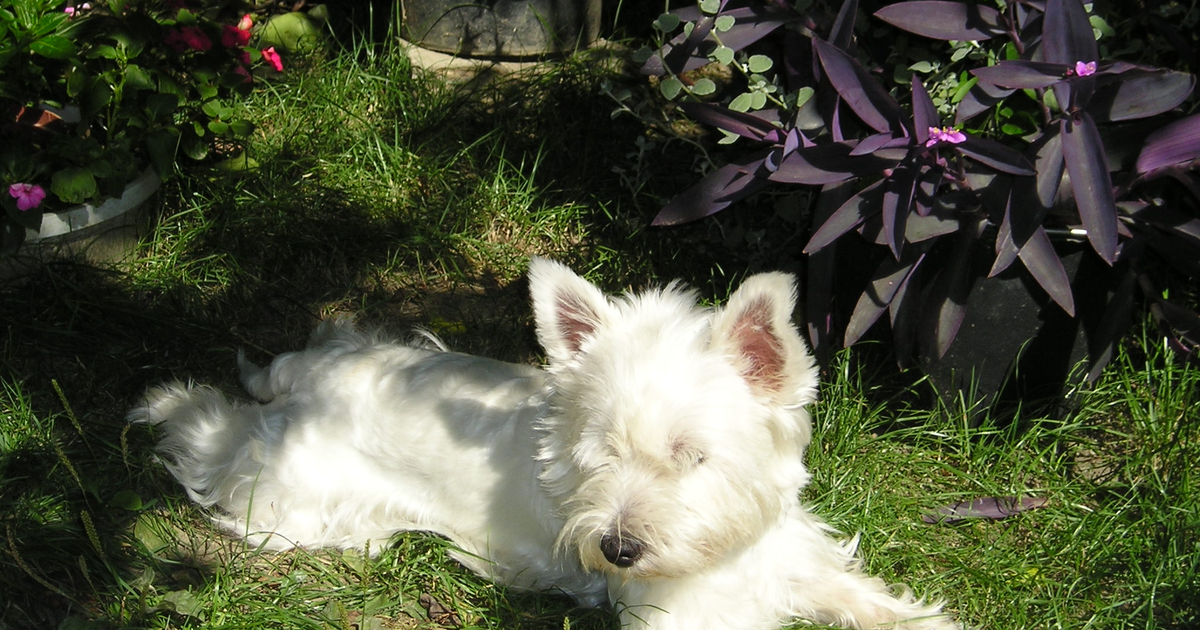 West Highland White Terrier