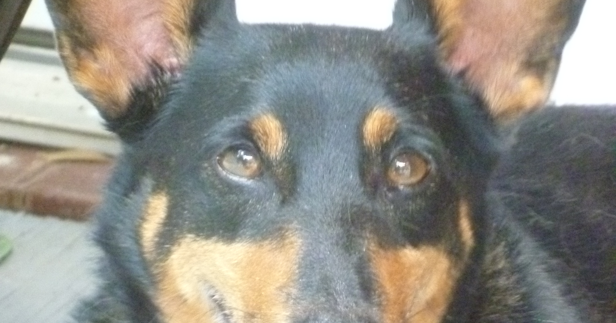 兰开夏赫勒犬