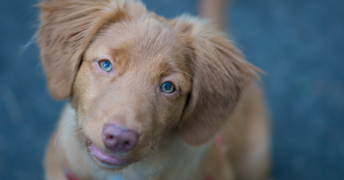 新斯科舍诱鸭寻回犬
