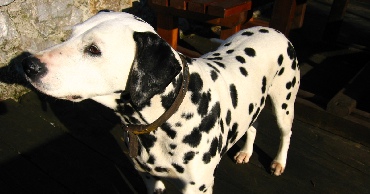 A Dalmatian dog with black spots panting outdoors