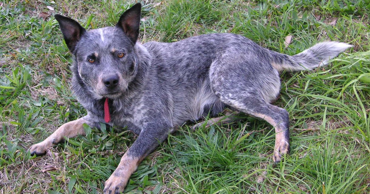 Australian Cattle Dog
