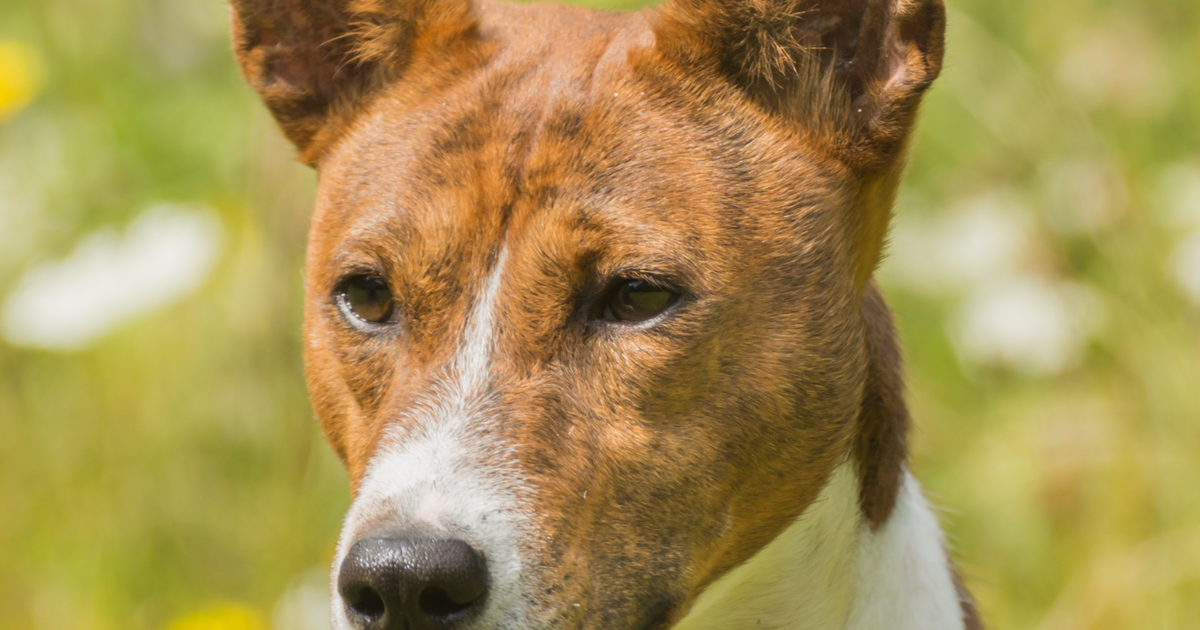 Basenji