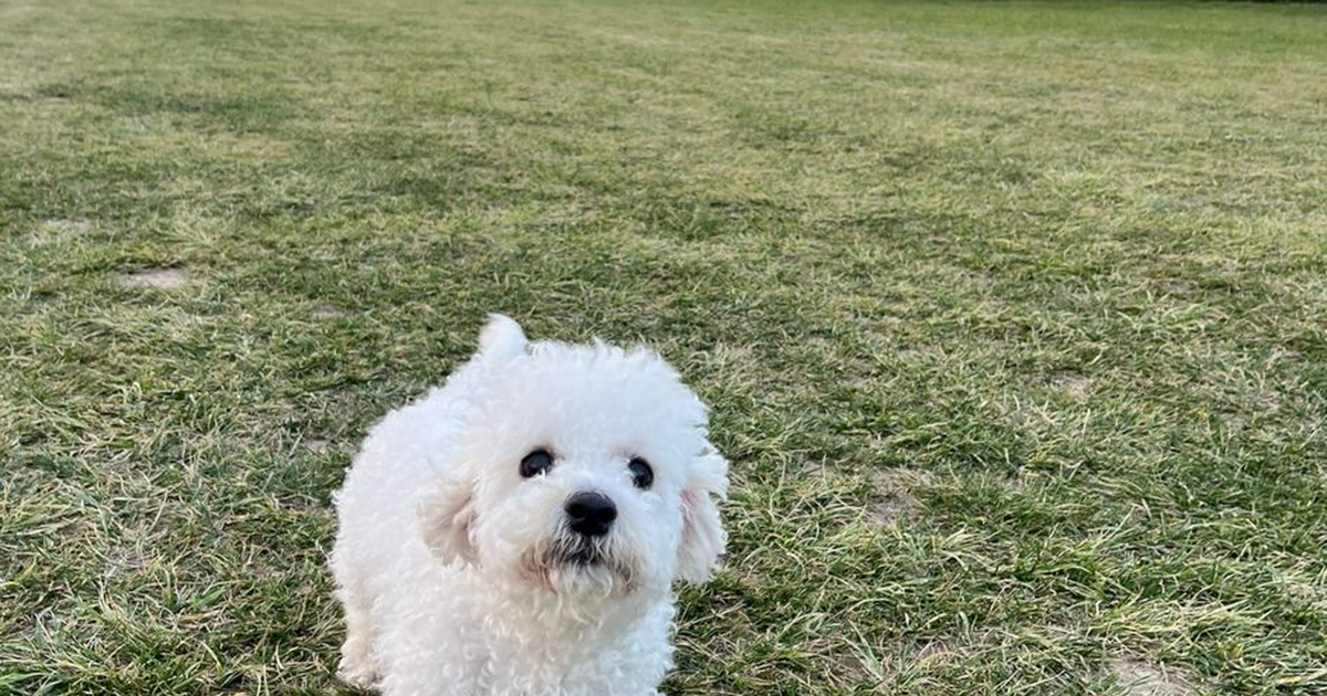 比熊犬