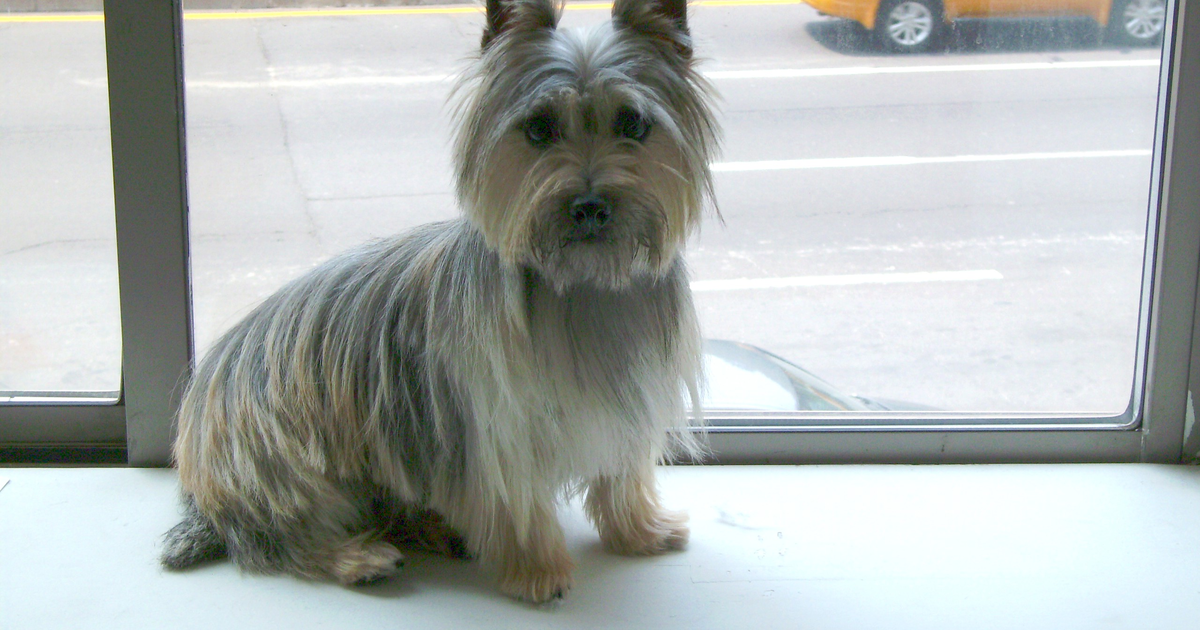 Cairn Terrier am Fenster