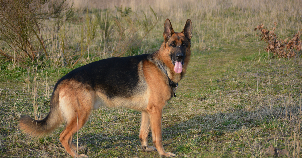 Ein schwarz-roter Deutscher Schäferhund steht auf einer Wiese