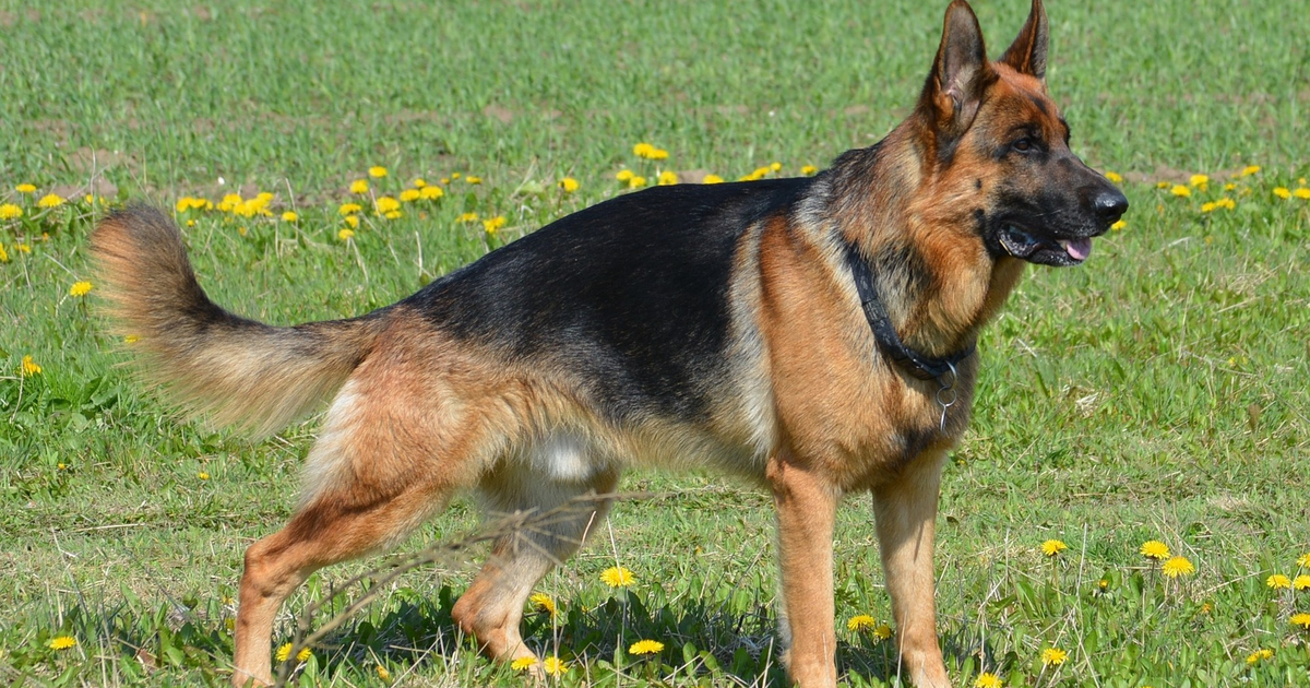 Deutscher Schäferhund auf einer Wiese
