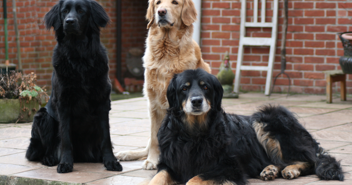 Drei Hovawarte in den Farben Schwarz, Blond und Schwarzmarken