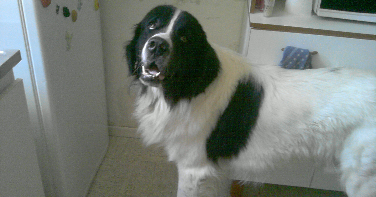 Ein Landseer mit schwarzem Kopf und weißer Blesse steht in einer Küche