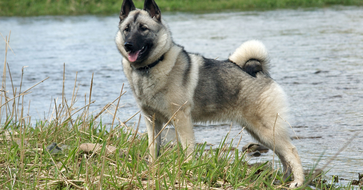 Norwegischer Elchhund