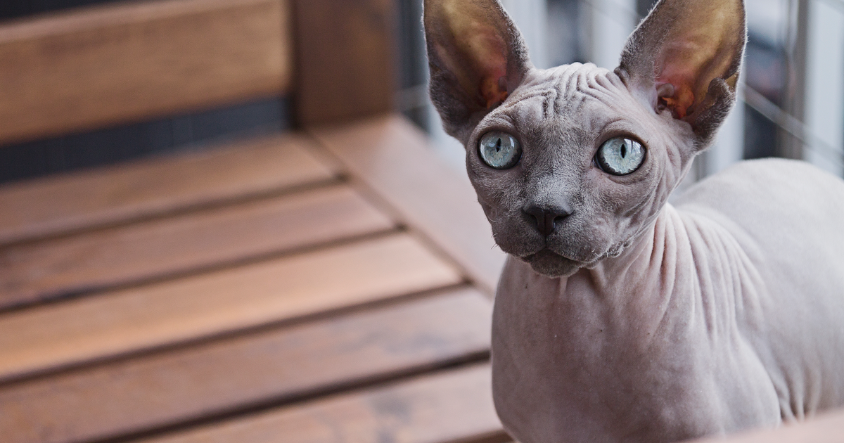Eine graue Sphynx-Katze mit hellblauen Augen auf einem Holzbalkon