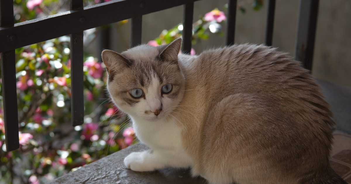 家猫