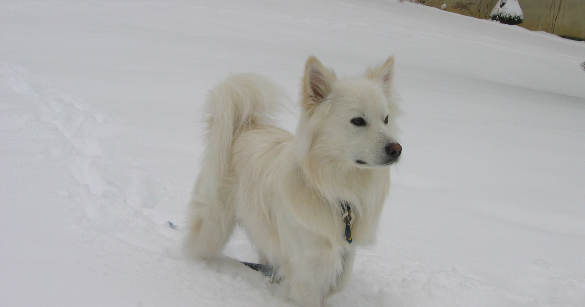 A white American Eskimo Dog standing in deep snow