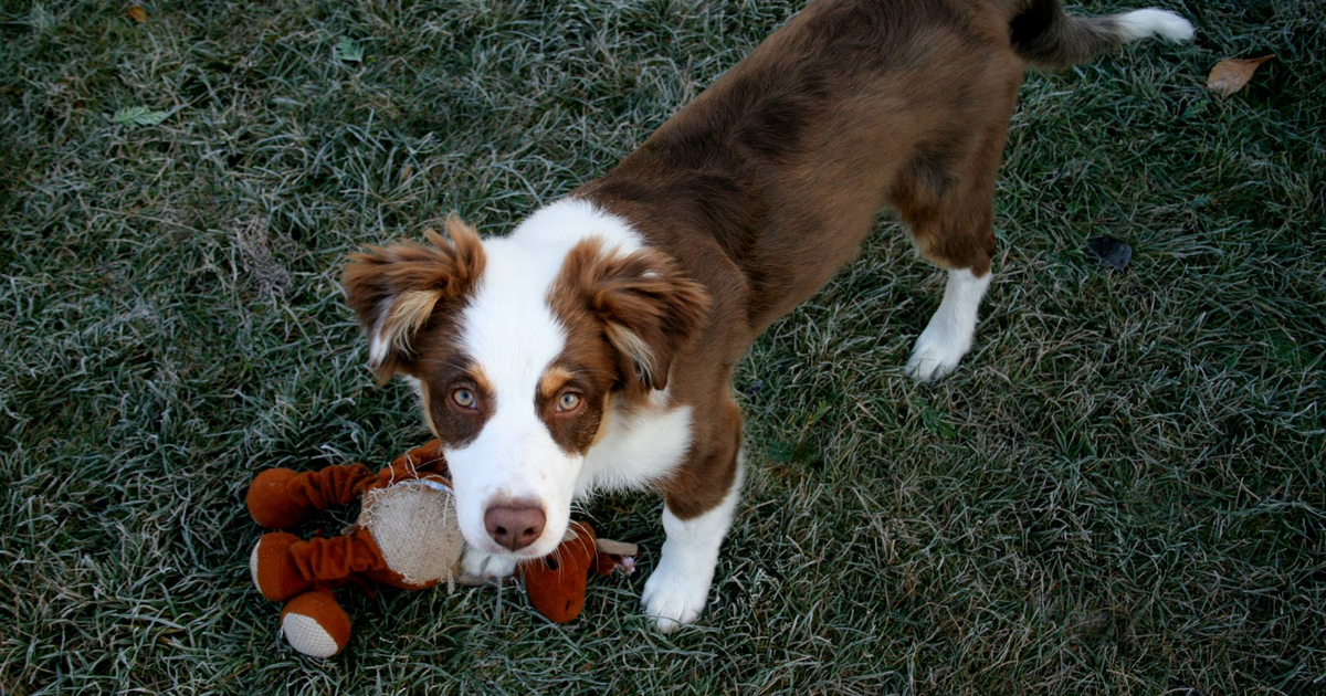 A red tri Australian Shepherd puppy standing on grass with a toy
