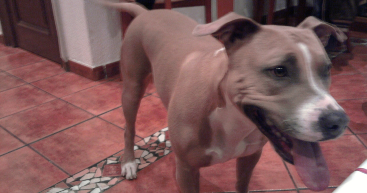 A blue-fawn American Staffordshire Terrier standing indoors on a tiled floor